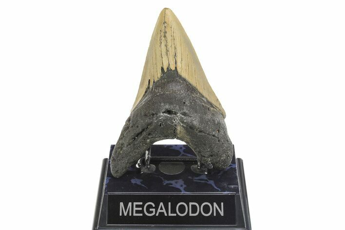 Serrated, Fossil Megalodon Tooth - North Carolina #299008